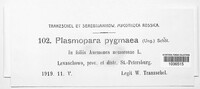 Plasmoverna pygmaea image